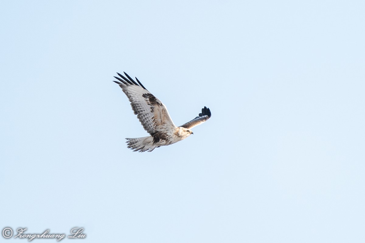 Upland Buzzard - Zongzhuang Liu