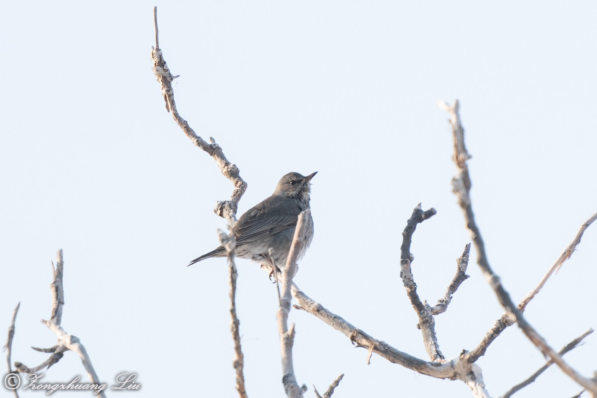 Black-throated Thrush - ML614634576