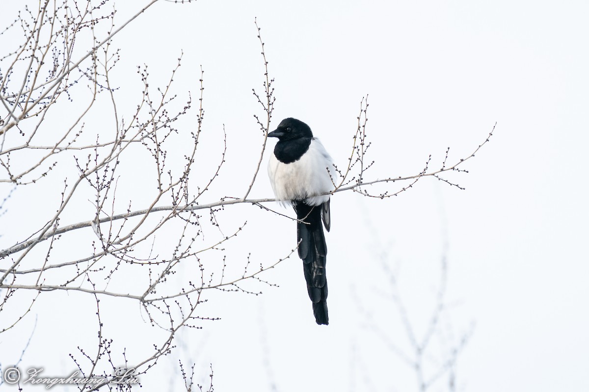 Eurasian Magpie - ML614634581