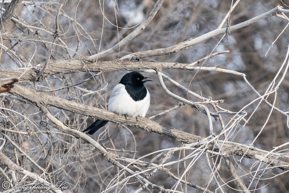 Eurasian Magpie - ML614634582