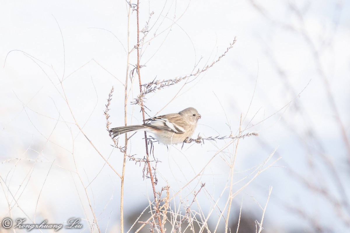 Long-tailed Rosefinch - ML614634586