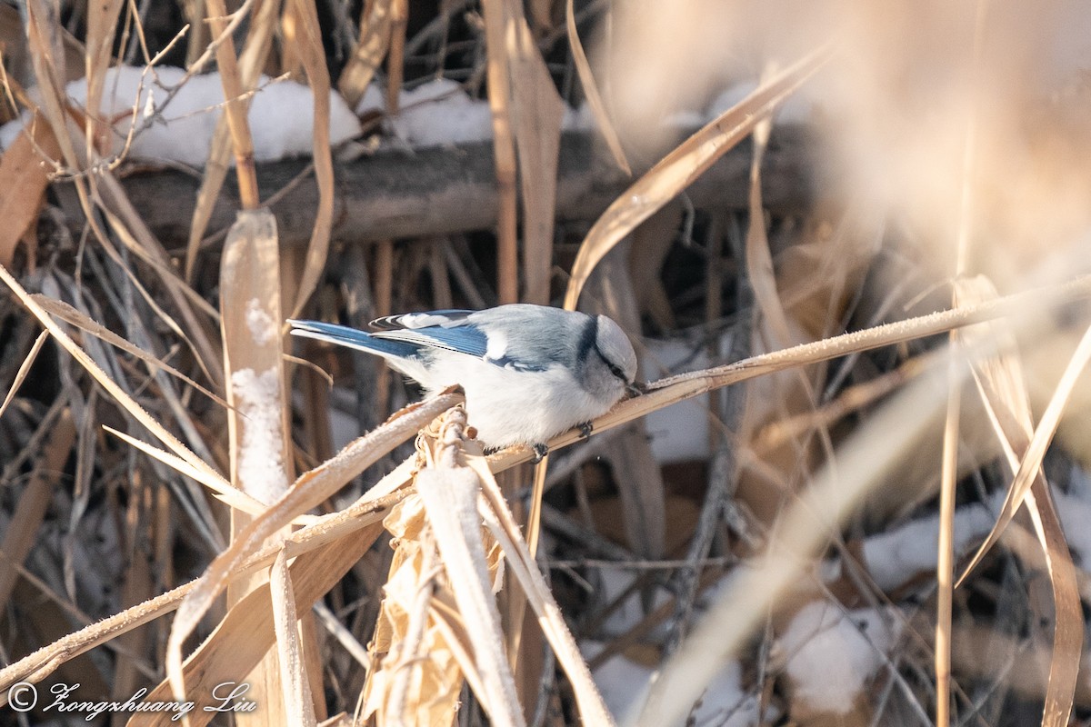 Azure Tit - ML614634587