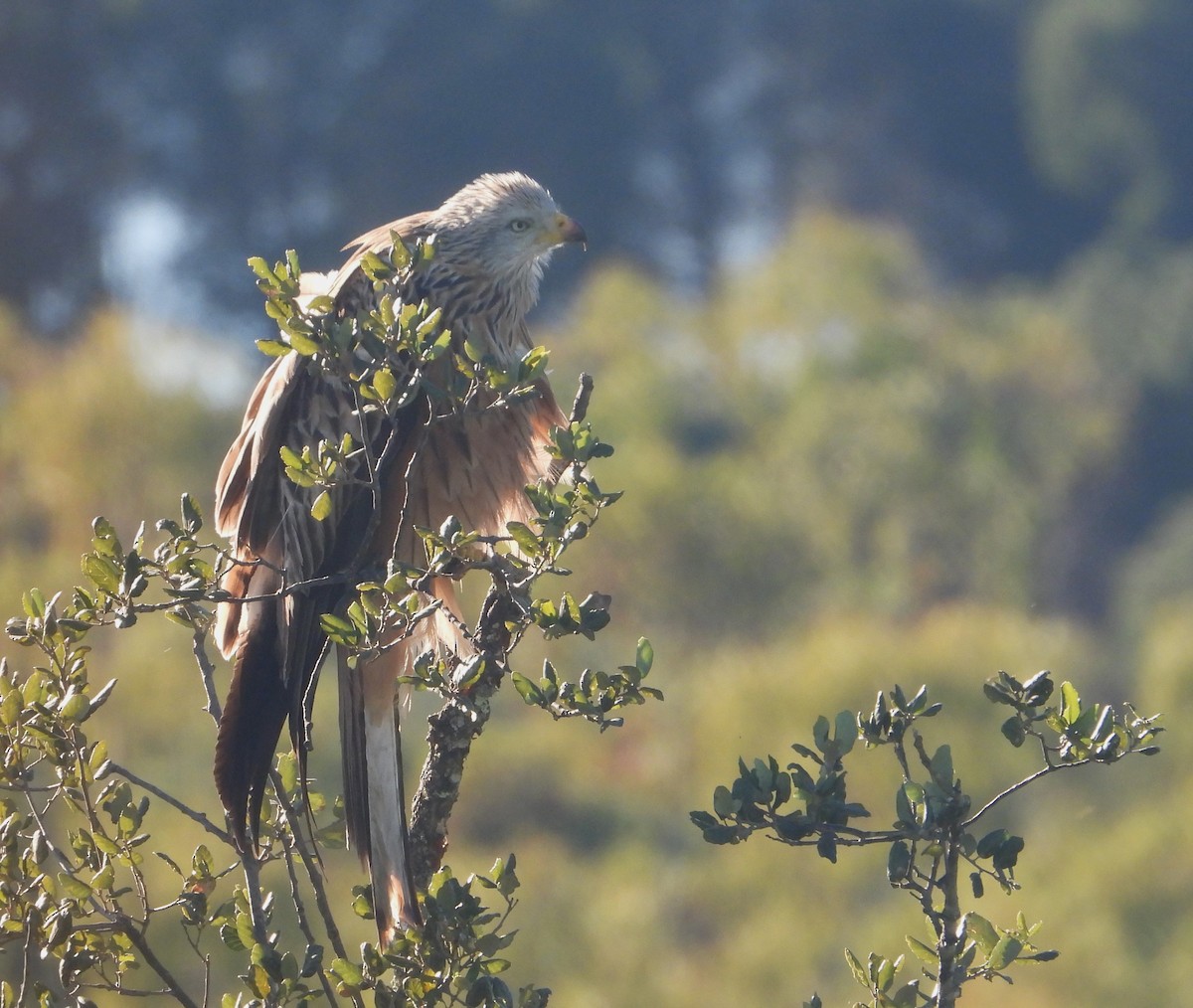 Red Kite - ML614634599