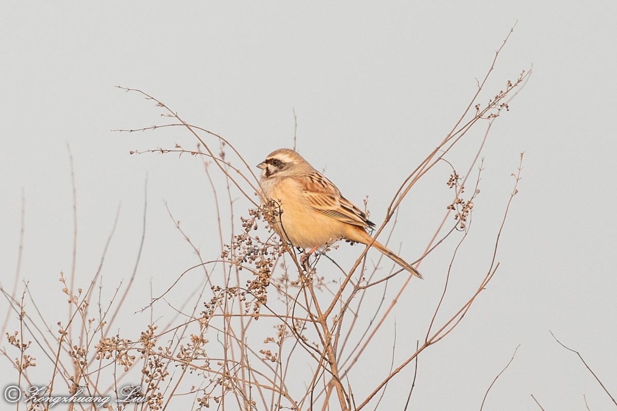 Rufous-backed Bunting - ML614634627