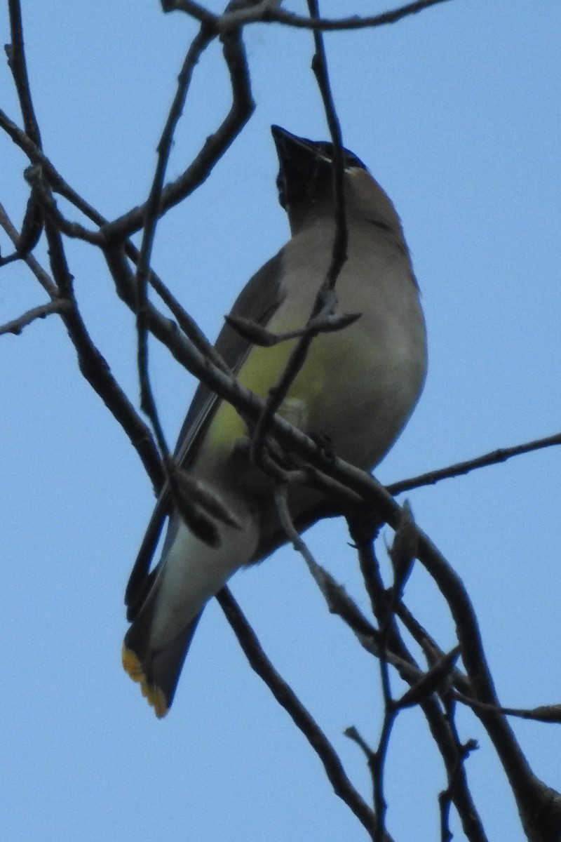 Cedar Waxwing - ML614634696