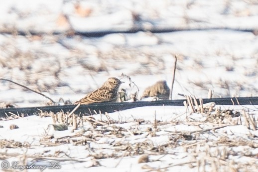 Eurasian Skylark - ML614634745