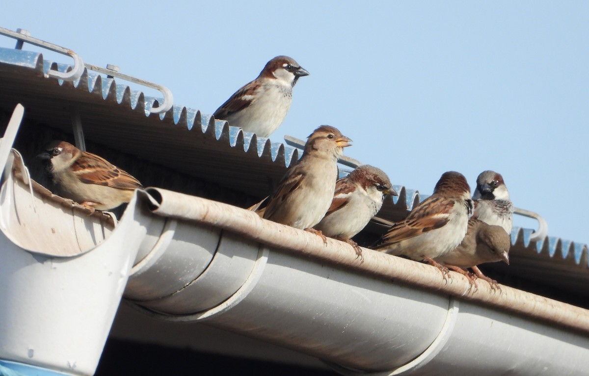 Moineau domestique - ML614634767