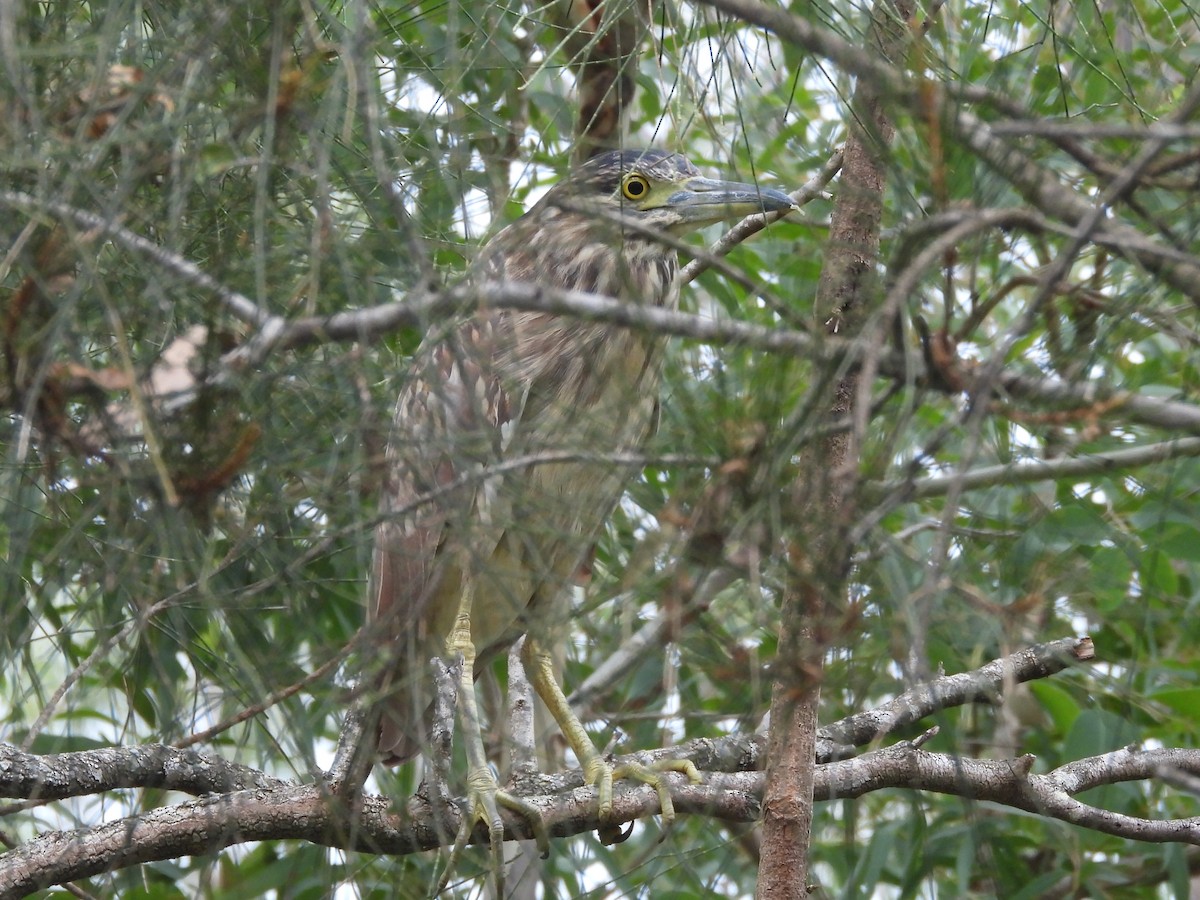 Nankeen Night Heron - ML614634847