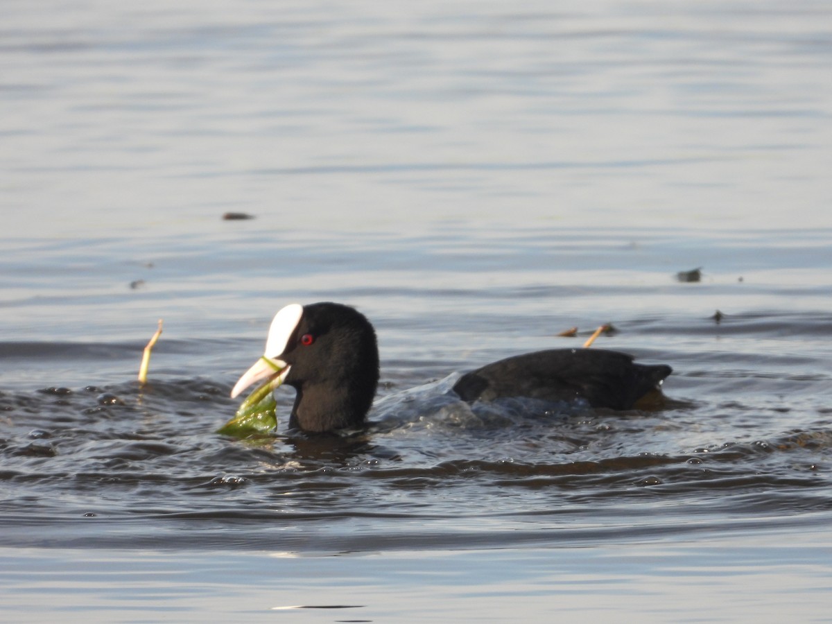 Eurasian Coot - ML614634859