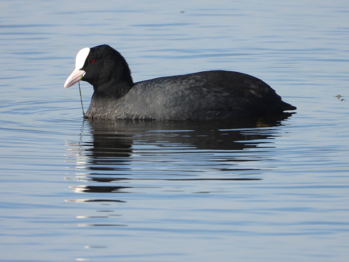 Eurasian Coot - ML614634860