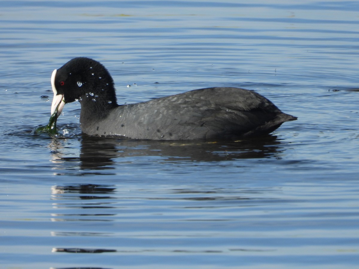 Eurasian Coot - Carlos Pacheco