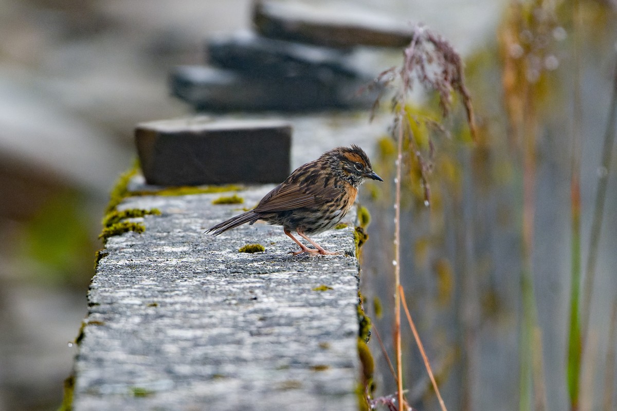 Rufous-breasted Accentor - Wang Zihao