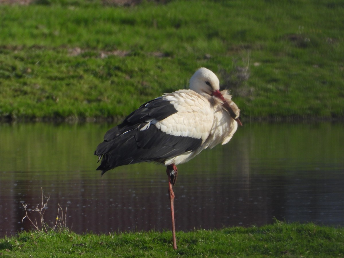 White Stork - ML614634892