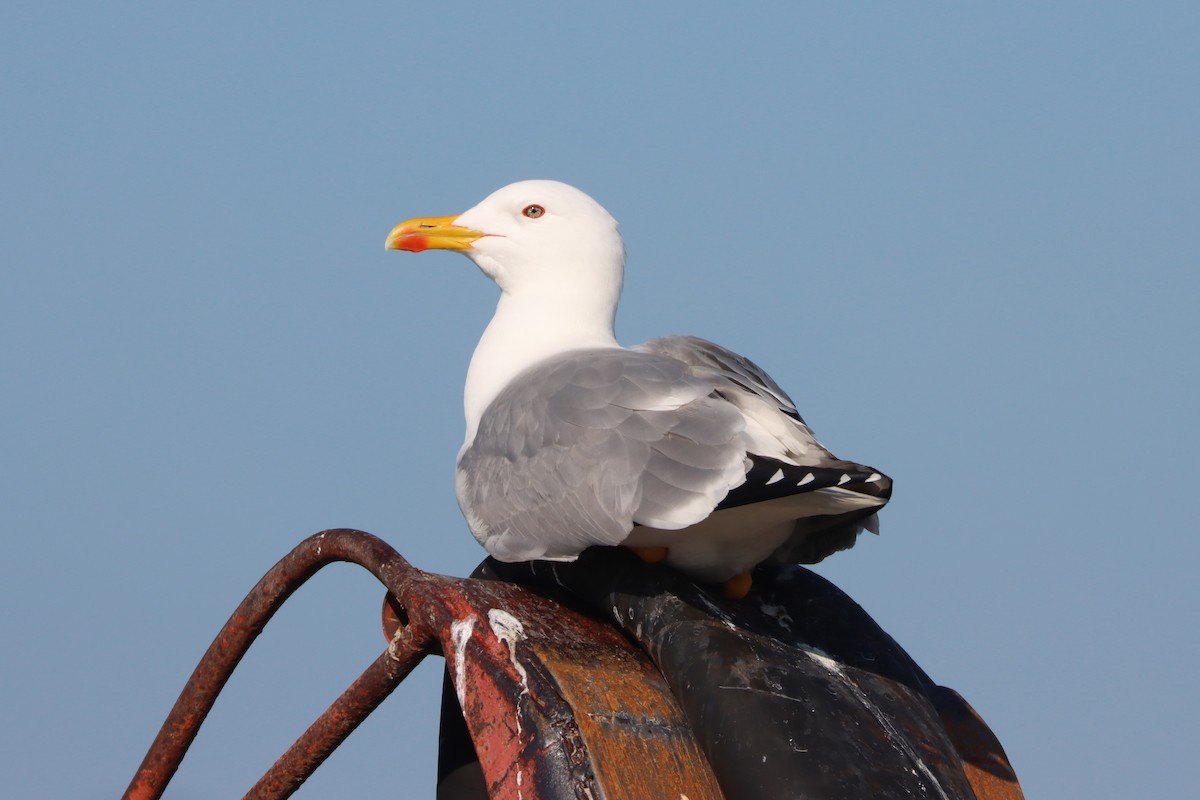 Yellow-legged Gull - ML614634914