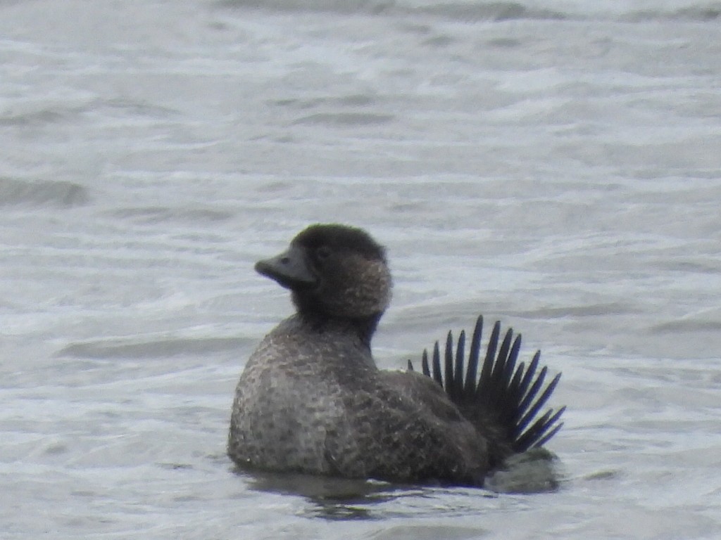 Musk Duck - ML614634928