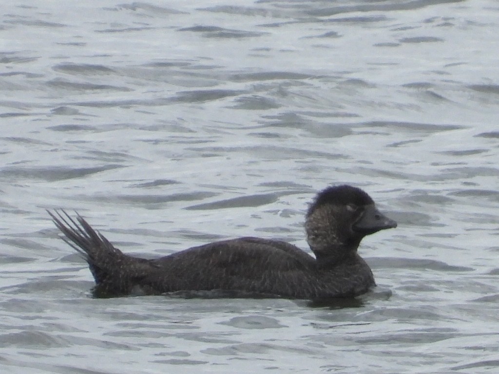 Musk Duck - ML614634935