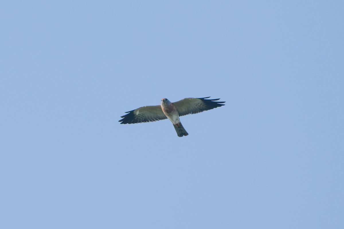 Chinese Sparrowhawk - Wang Zihao