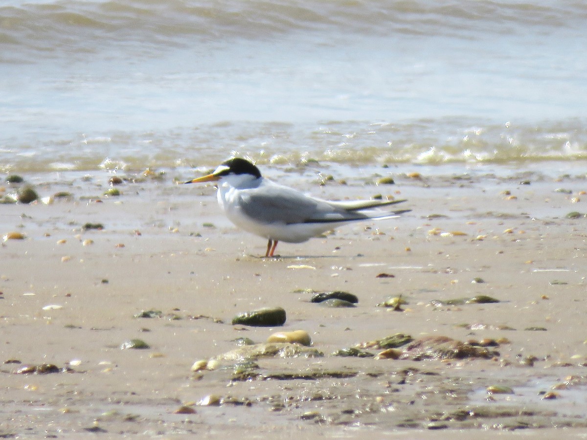 Little Tern - ML614635021