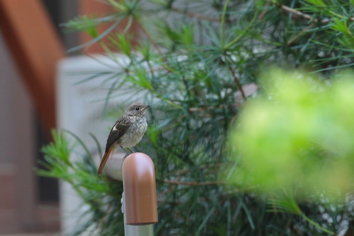 Daurian Redstart - Atsushi Shimazaki