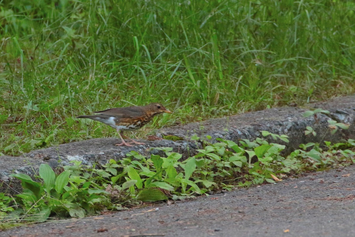 Japanese Thrush - ML614635040