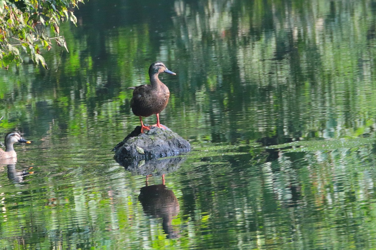 Mallard x Eastern Spot-billed Duck (hybrid) - Atsushi Shimazaki