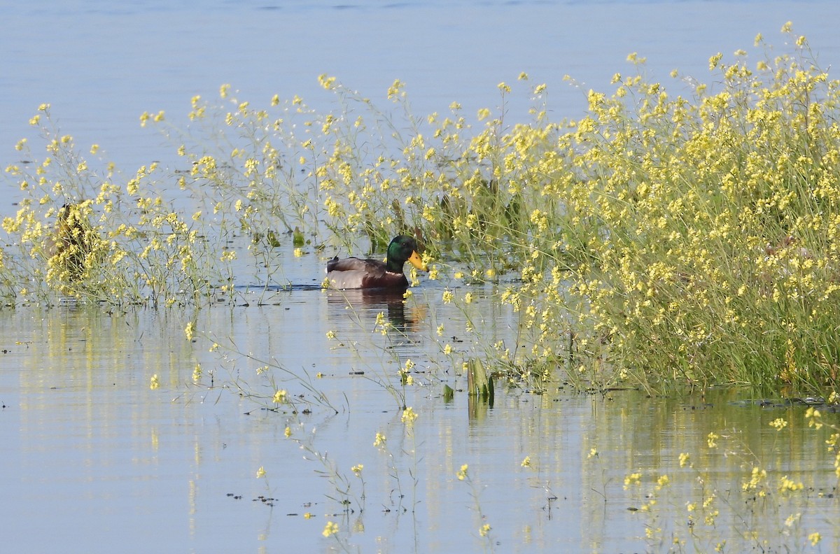 Canard colvert - ML614635060