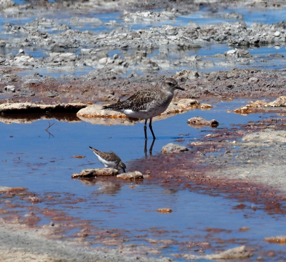 Black-bellied Plover - ML614635061