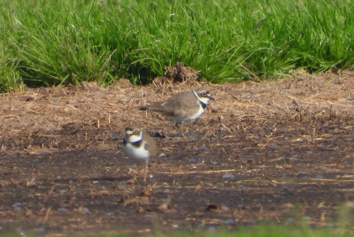 Little Ringed Plover - ML614635074