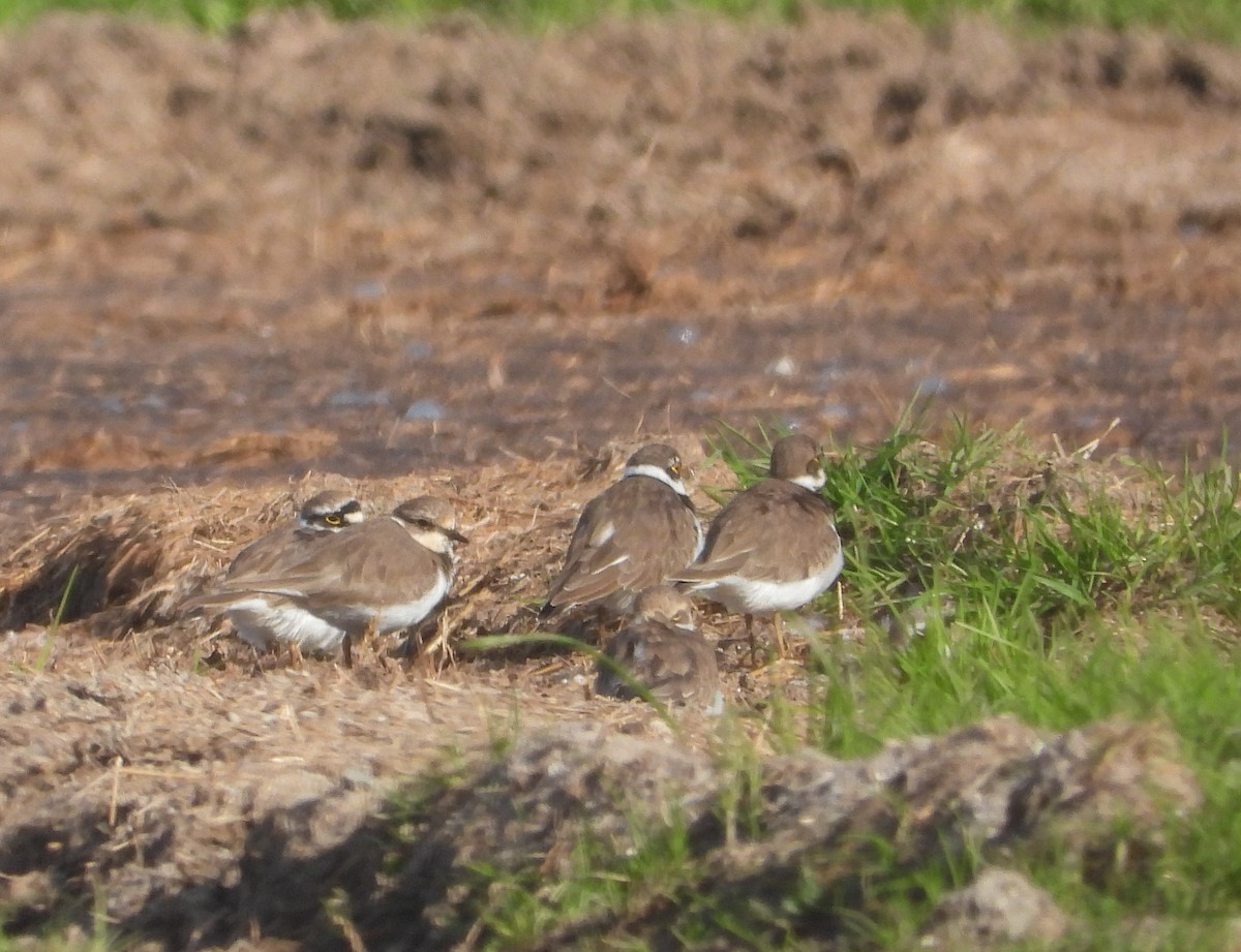 Little Ringed Plover - ML614635075