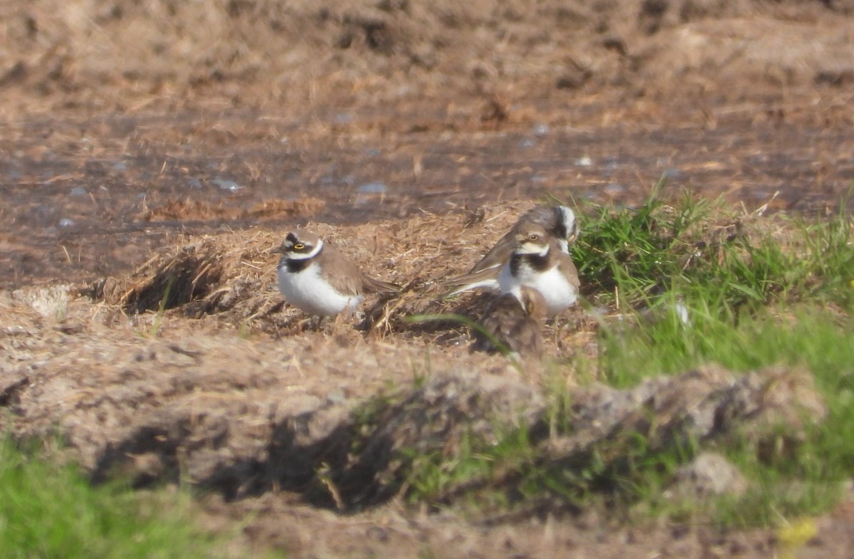 Little Ringed Plover - ML614635076