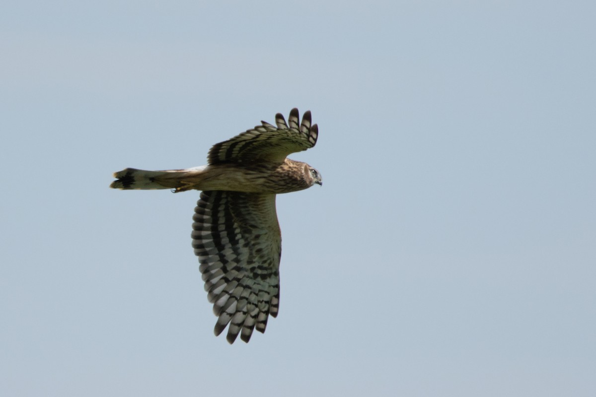 Hen Harrier - ML614635118