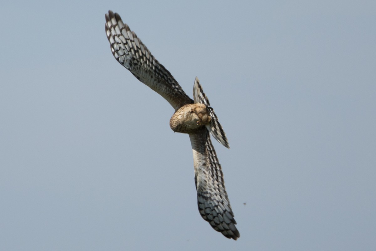 Hen Harrier - ML614635119