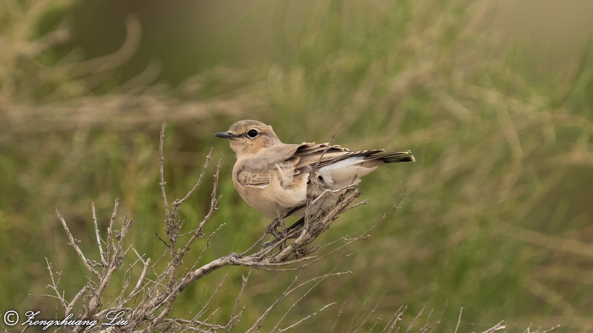 Northern Wheatear - Zongzhuang Liu