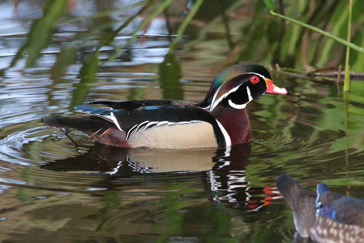 kachnička karolínská - ML614635216