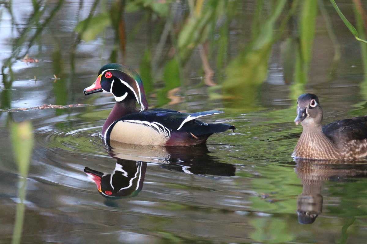 kachnička karolínská - ML614635217