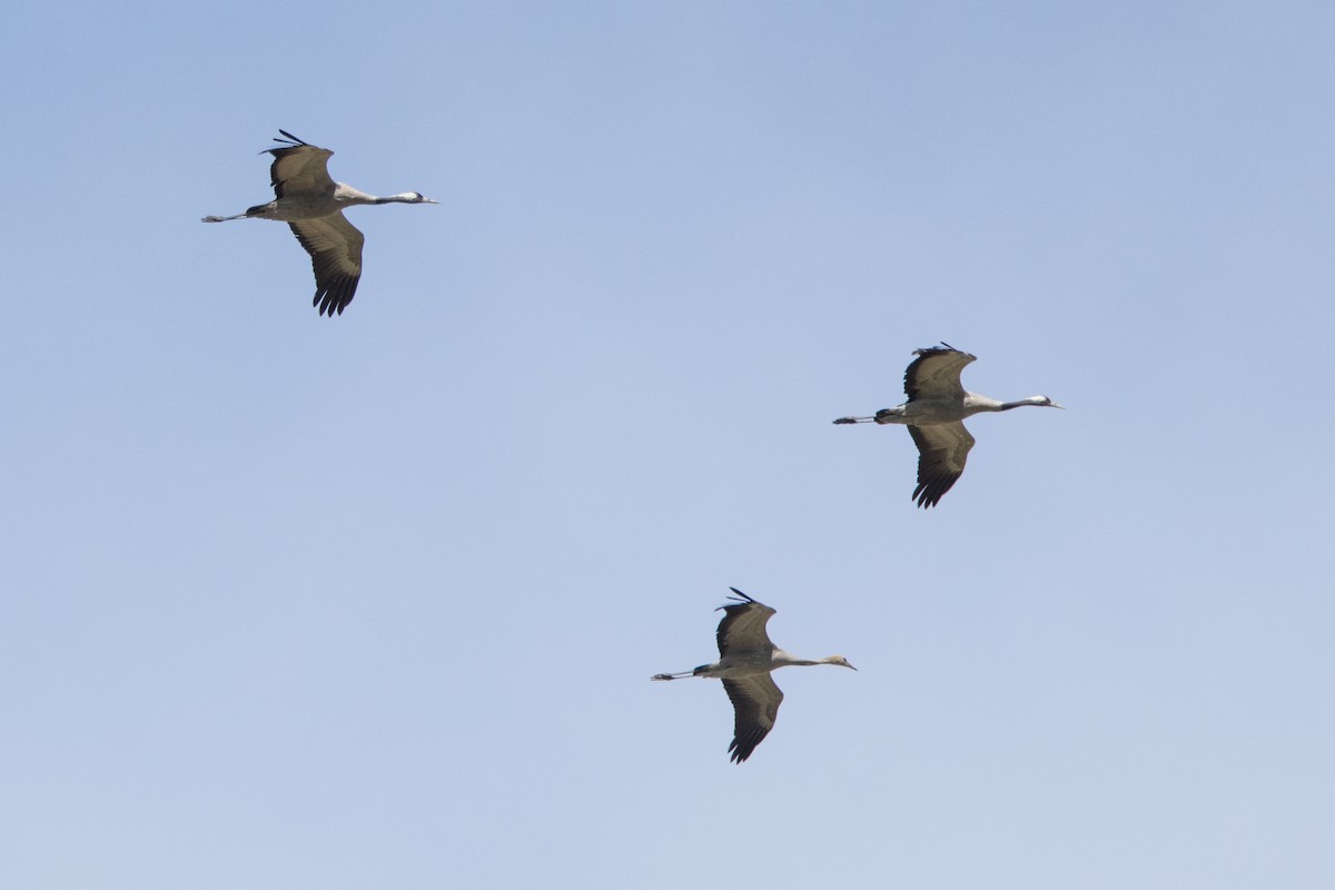 Demoiselle Crane - ML614635251