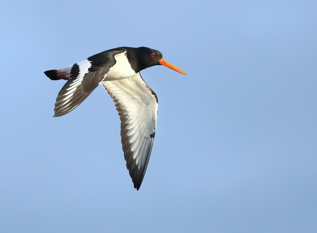 Eurasian Oystercatcher - Albert Noorlander