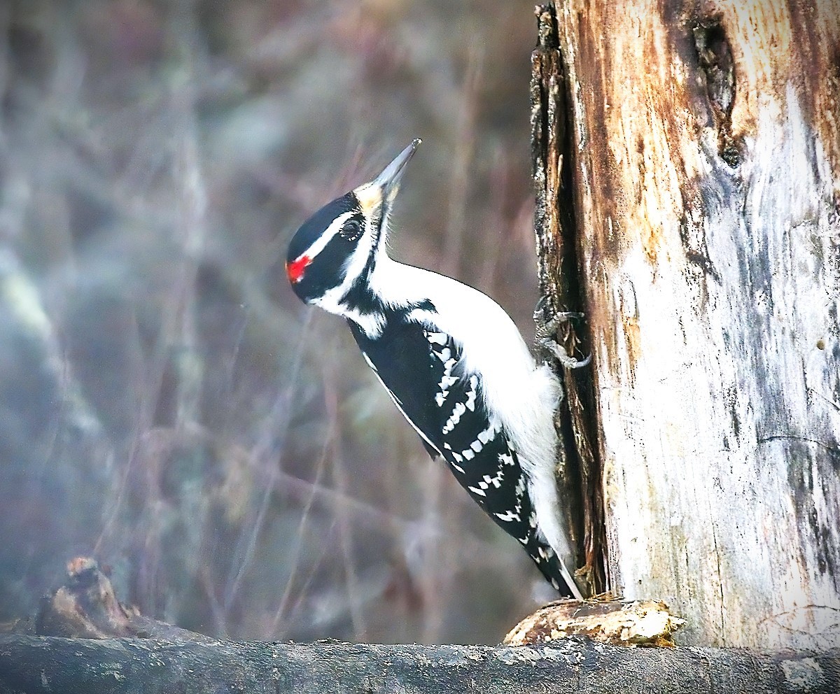 Hairy Woodpecker - Gregg Hitchings