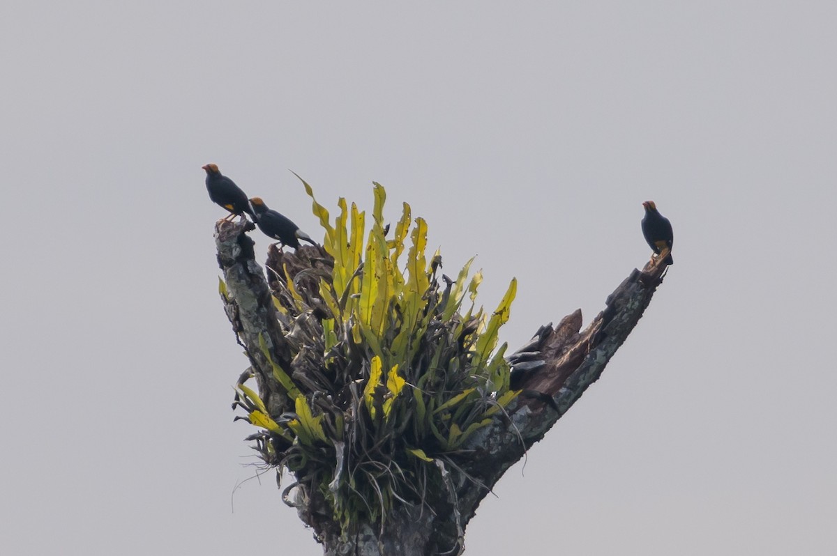 Yellow-faced Myna - ML614635418