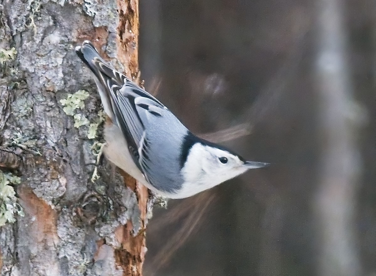 White-breasted Nuthatch - Gregg Hitchings