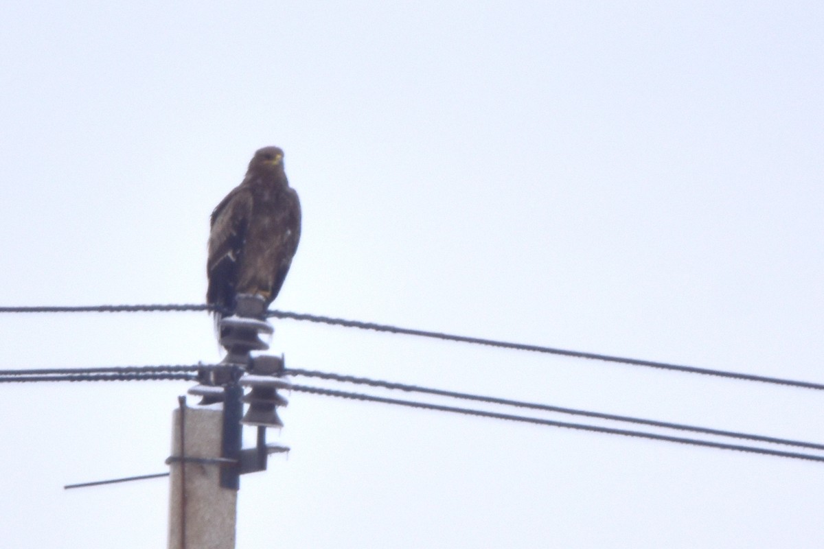 Steppe Eagle - ML614635506