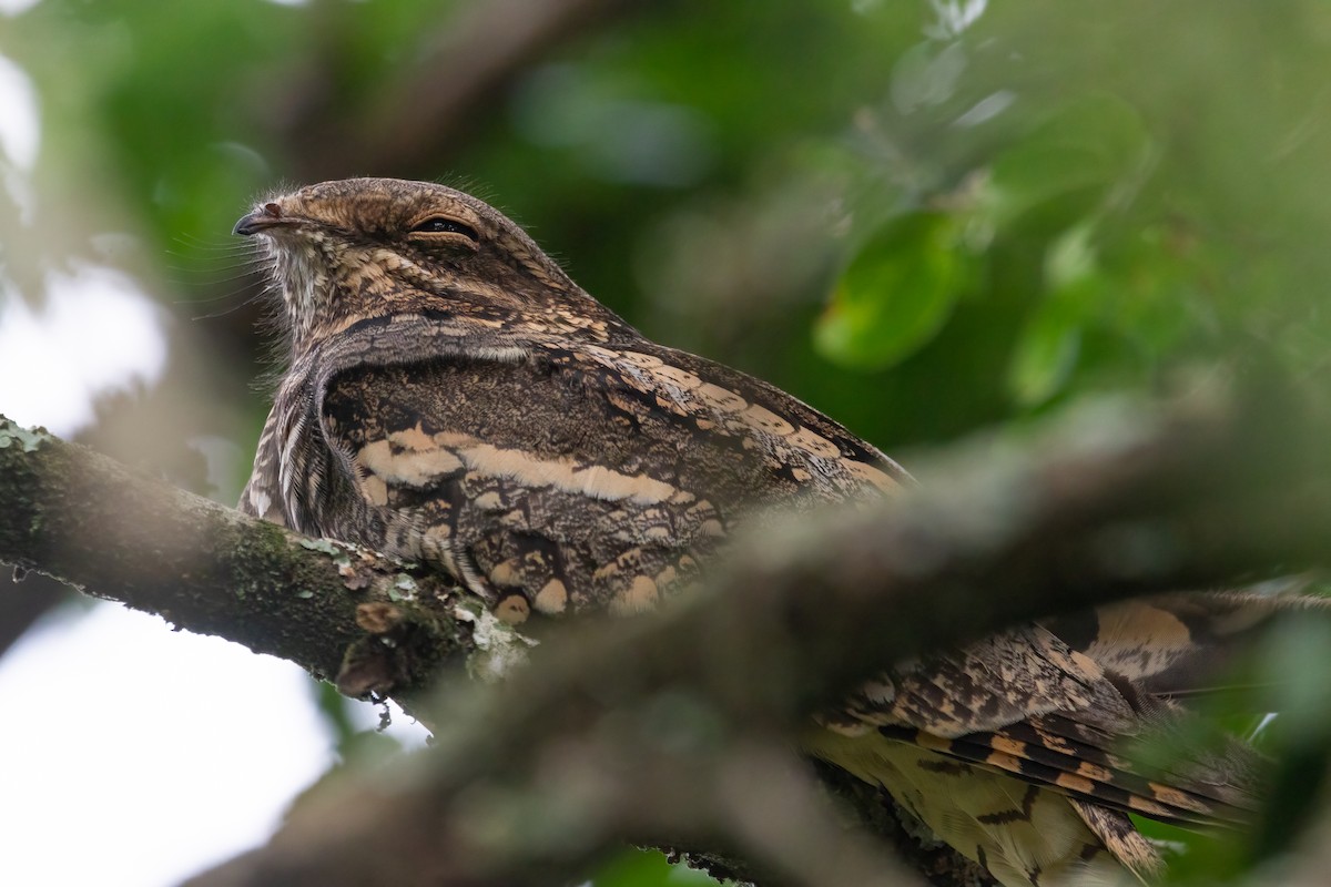 Eurasian Nightjar - ML614635543