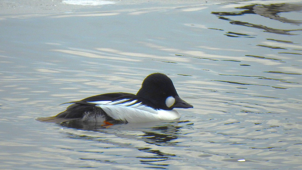 Common Goldeneye - ML614635559