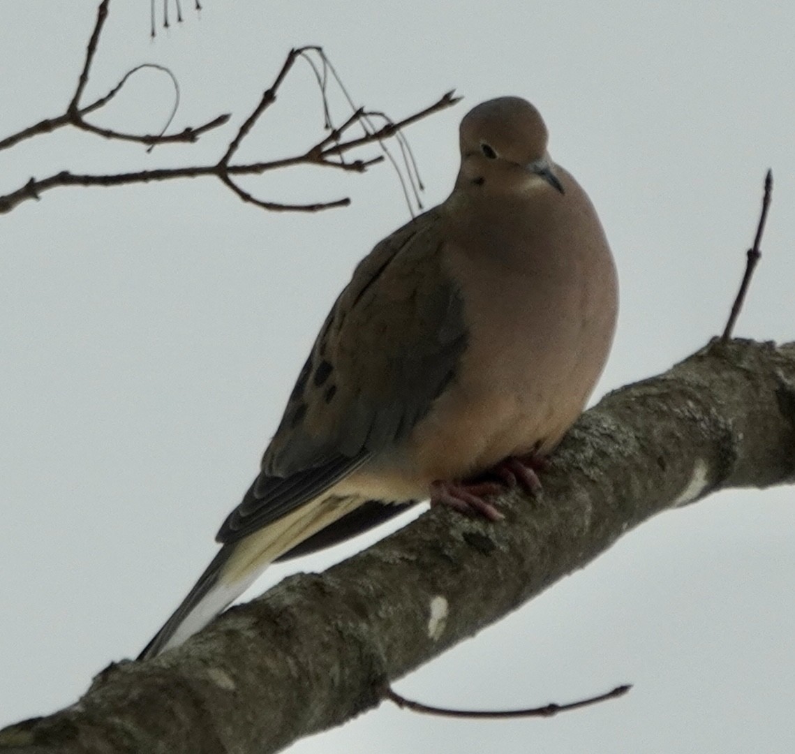 Mourning Dove - ML614635561