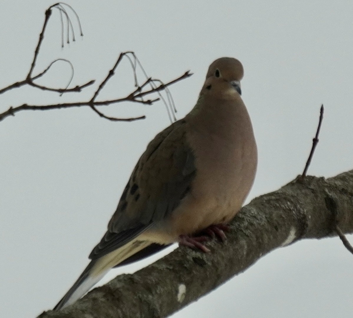 Mourning Dove - ML614635562