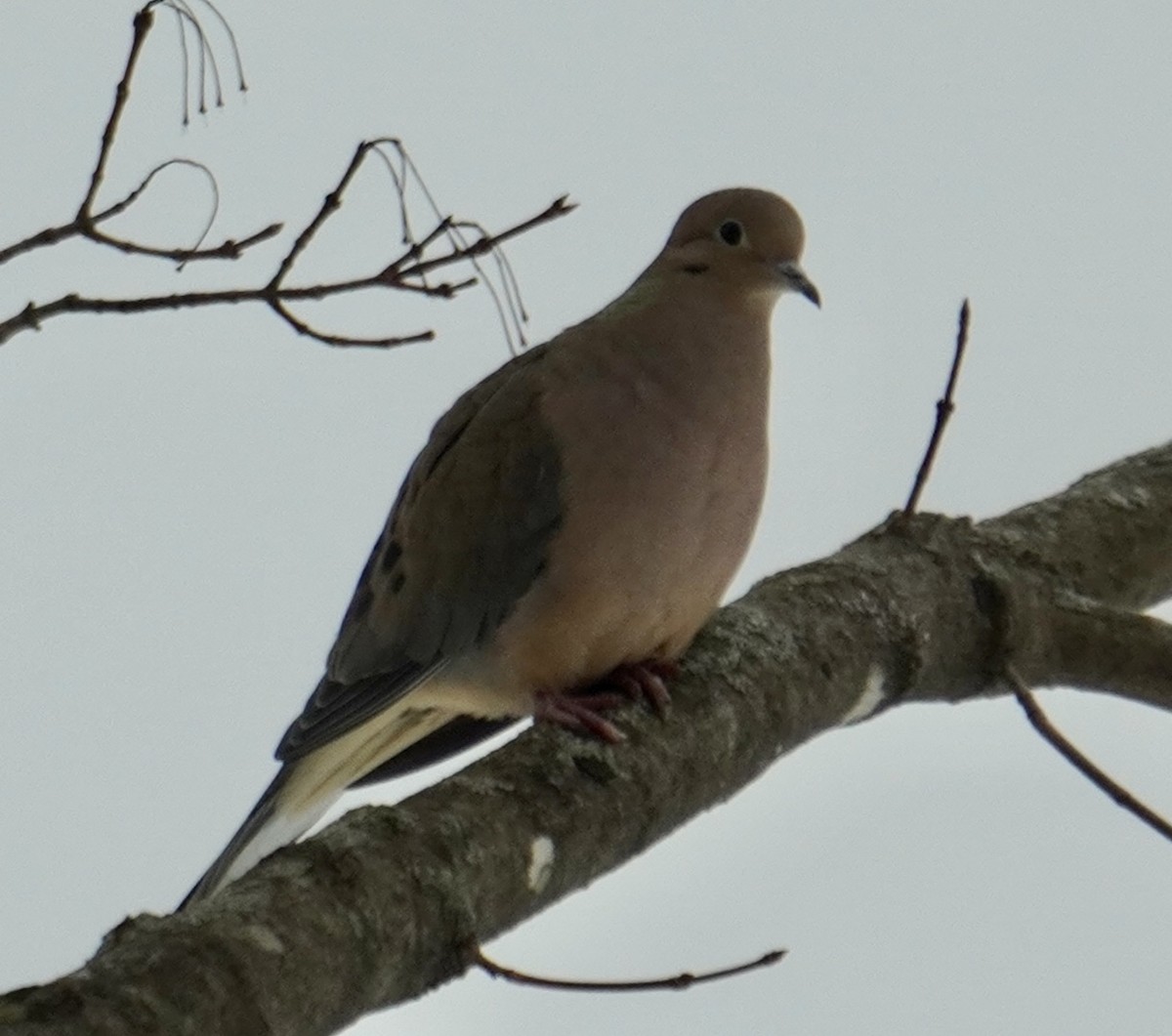 Mourning Dove - ML614635566