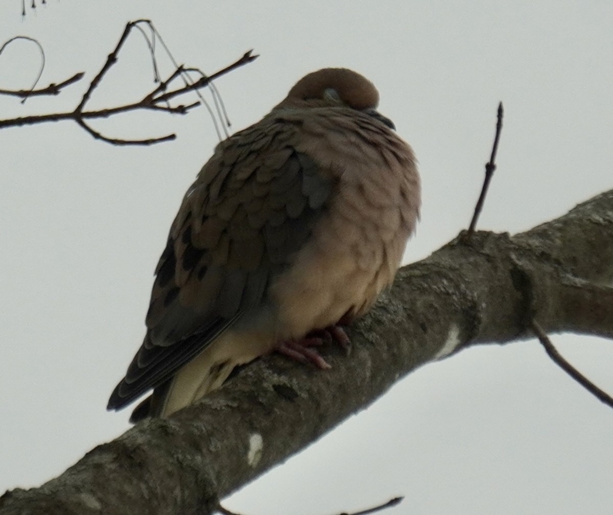 Mourning Dove - ML614635568