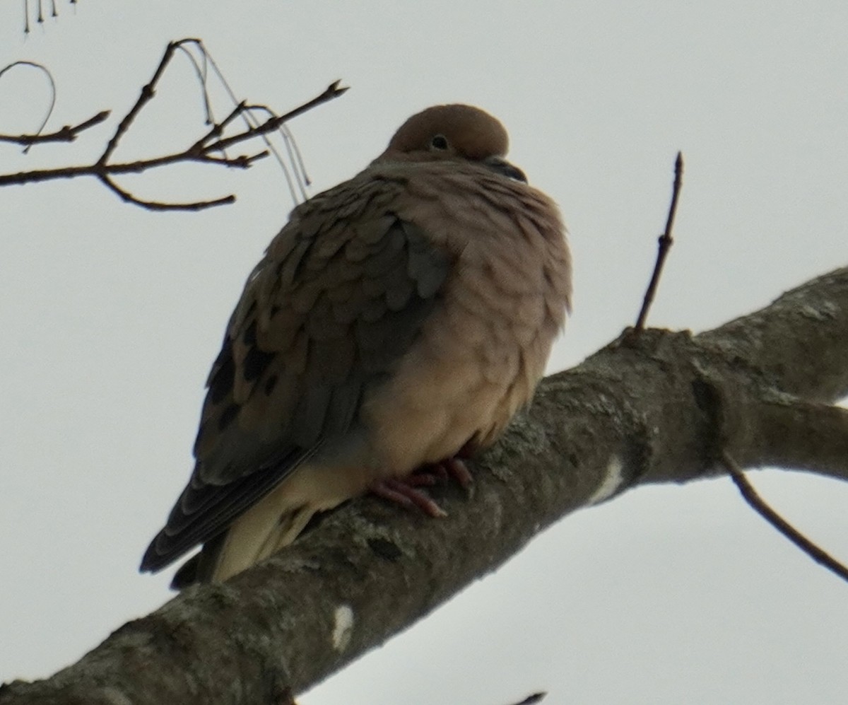 Mourning Dove - ML614635570