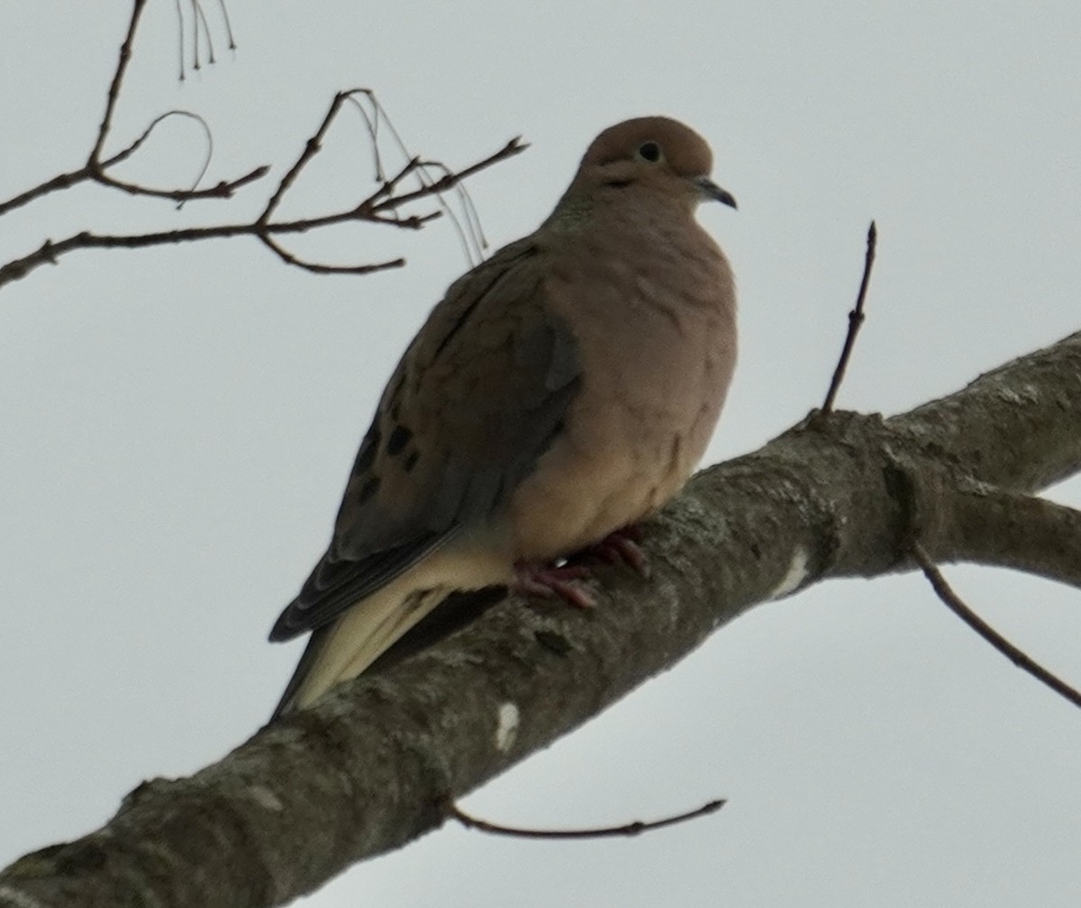 Mourning Dove - ML614635572