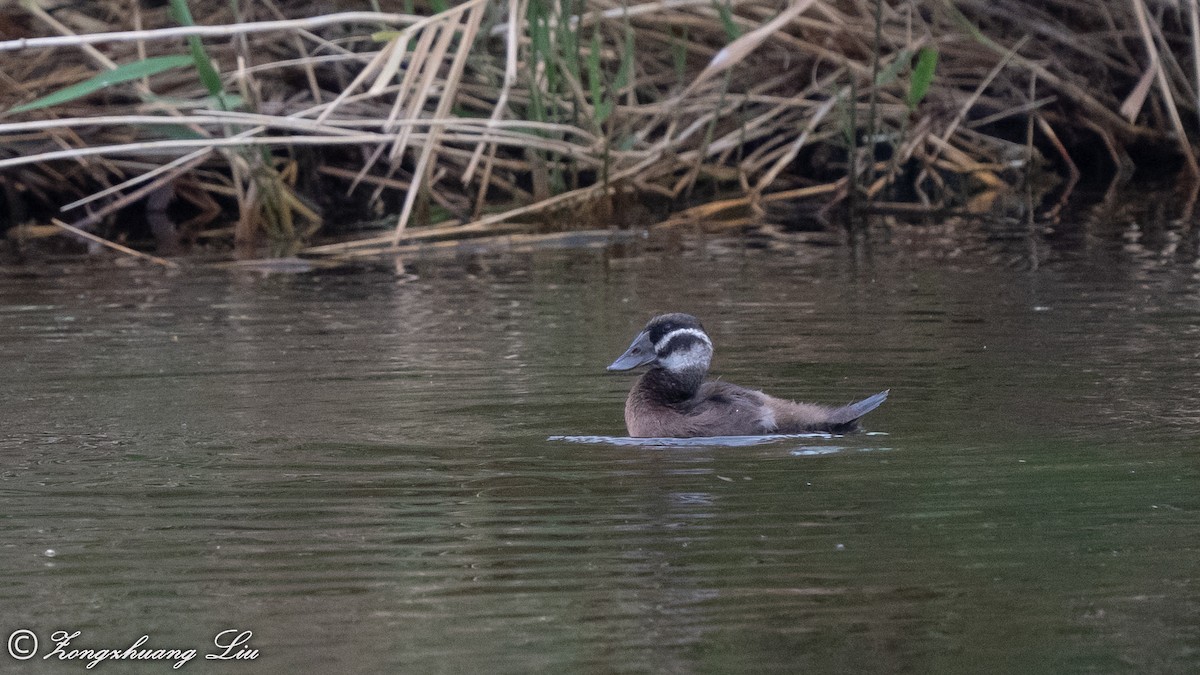 White-headed Duck - ML614635580